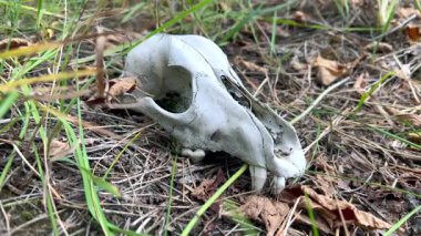 Animal predator skull decaying in the forest