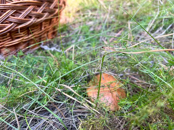 Yeşil çimlerde yetişen yabani mantar geleneksel hasır sepetinin yanında