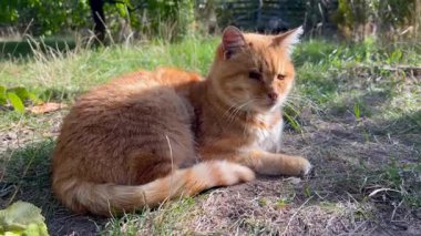 Hasta kızıl kedi güneşli bir günde çimlerin üzerinde dinleniyor.