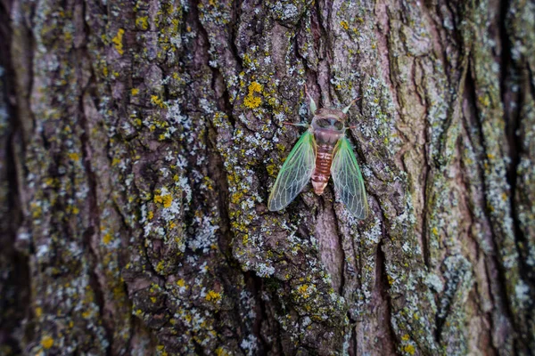 Green Cicadas Tree Branch Vibrant Summer Wildlife Close — Stock Photo, Image