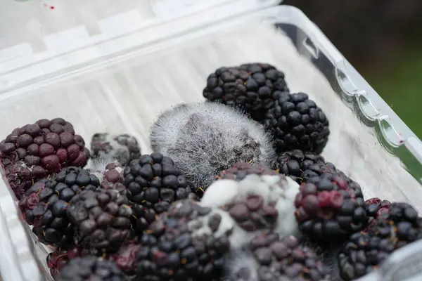 Plastik Kaplarda Böğürtlen Küflü Mantar Gıda Kirliliğini Anlamak — Stok fotoğraf