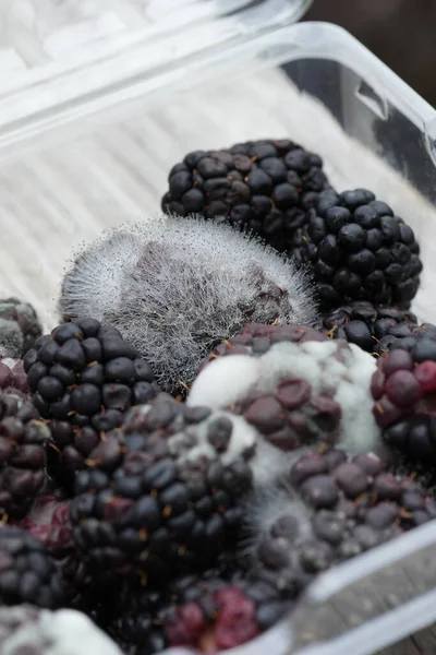 Ungesundes Essen Verschimmelte Brombeeren Plastikbehältern Eine Studie Über Verfall Und — Stockfoto