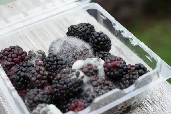 Moldy Fungus Blackberries Plastic Containers Understanding Food Contamination — Stock Photo, Image