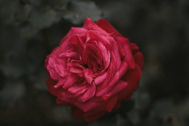 Bahçedeki güzel kırmızı gül