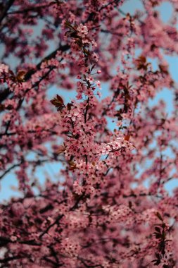 Bahçedeki güzel pembe çiçekler
