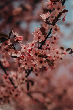 Bahçedeki güzel pembe çiçekler