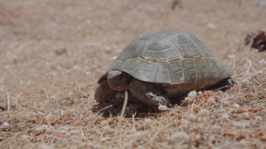 Ark atışı, yakın çekim. Turtle Beach Iztuzu Beach Dalyan, Mugla ilinin kozalaklı ormanında bir kaplumbağa. Kara kaplumbağası. Yavaş çekim, 4K.