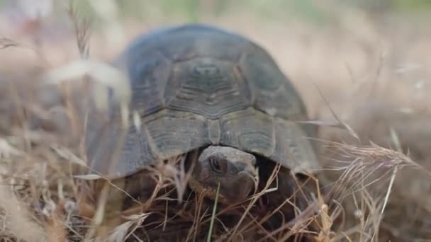 Rettet Den Planeten Landschildkröte Aus Nächster Nähe Gras Gras Bewegt — Stockvideo