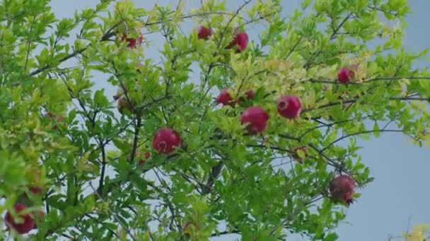 Zralé Granátové Plody Granátovém Jablku Zralé Granátové Ovoce Visící Větvi — Stock video