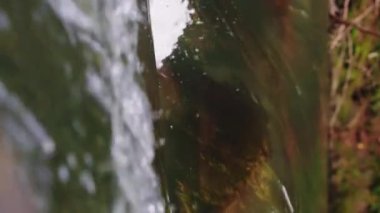 Vahşi dağ nehri. Şeffaf dere akıyor. Suyun altında taş kayalar. Kayalık zeminden süzülen geniş bir nehir. Süper yavaş çekim. Saniyede 120 kare.