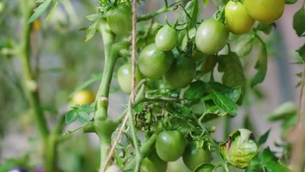 Növényvédőszer Mentes Paradicsom Bio Kertészkedés Egészséges Ételek Kiváló Minőségű Felvételek — Stock videók