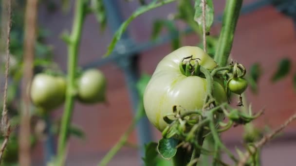 Tomatenpflanze Mit Grünen Tomaten Großaufnahme Auf Dem Hof Unscharfer Hintergrund — Stockvideo