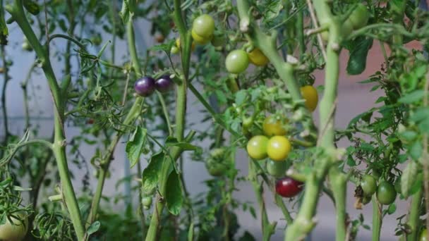 Skupiam Się Dojrzałe Warzywa Kolorowe Pomidory Rosnące Winorośli Szklarni Sadzenie — Wideo stockowe