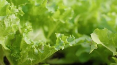 Serada son derece yakın plan, taze olgun yeşil marul var. Tarım, doğal organik gıda, vejetaryen gıda..