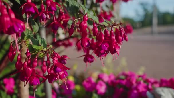 Φούξια Λουλούδι Πρωί Στο Φως Του Ήλιου Φινλανδία Ελσίνκι Καλοκαίρι — Αρχείο Βίντεο