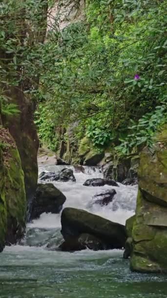 Вертикальне Відео Водоспад Тропічних Джунглях Очистити Струмок Біжить Над Кам — стокове відео