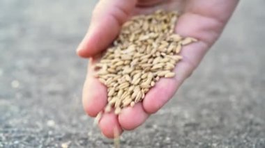 Bir çiftçinin eli, tohum ekerken yakın plan çekimleri İncil 'deki ekiciyi temsil eden bir misal niteliği taşıyordu. Gıda fiyatlarında artış, erzak sıkıntısı. Küresel kriz. Açlık sorunu