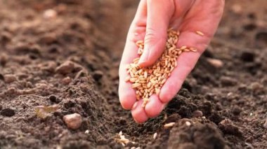 Toprağa tohum eken bir çiftçinin yakın çekimi İncil 'deki ekiciyi temsil ediyor. Dünya gıda krizi, ihracat, ithalat. Tarım sektöründe organik biyolojik tarım kavramı 