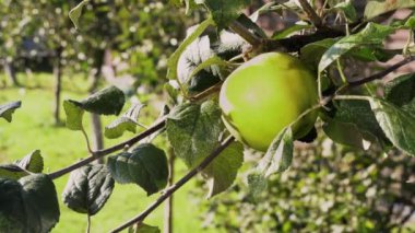 Elma bahçesindeki bir dala asılmış olgun, yeşil bir elmanın yakın çekimi, toplanmaya hazır. Güneşli bir günde rüzgarda sallanıyor. Çevre dostu meyvelerin yetiştirilmesi. Tatlı vitamin meyveli tatlı.
