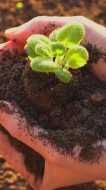 Dikey video: Çiftçi gün batımında zengin topraklarda genç bir bitkiyi nazikçe beşiyorsa, büyüme, çevre bilinci ve sürdürülebilir tarım, bahçıvanlık, sorumluluk, yeni hayat, sürdürülebilir kalkınma.