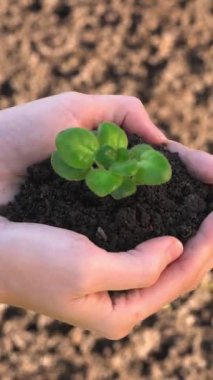 Dikey video: Bir yetişkinin elleri toprakta tohum veren bir gencin ellerine teslim oluyor. Küçük işletme desteği Aile işi paylaşımı bilgelik bilgi aktarımı nesiller arası bağlantı