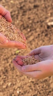 Yetişkin eller, yeni bir tarım sezonunun başlangıcını simgeleyen tohumları ergenlerin ellerine döküyor. Dikey video. Aile içi iş desteği Paylaşılan bilgi aktarımı Nesiller Arası tahviller