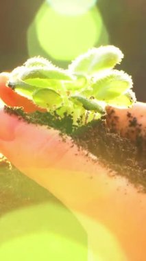 Dikey video: Yakın çekim yapan kadın elleri gün batımında toprakta büyüyen küçük bir filiz tutuyor. Tarım, bahçıvanlık, iş, yeni hayat, sürdürülebilirlik, umut, gelecek, başlangıç veya ekoloji kavramı