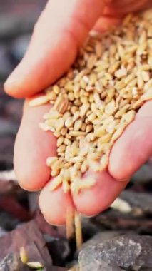 Bir çiftçinin dikey yakın çekimi kayalık toprağa tohum ekmesi İncil 'deki ekiciyi temsil ediyor. Dünya açlık krizi. Gıda fiyatlarında artış, erzak sıkıntısı. Kuru hasat