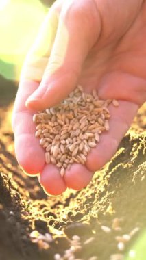 Yumuşak güneş ışığında verimli toprağa tohum eken bir çiftçinin yakın çekimi. Tarım, büyüme, sürdürülebilirlik ve gıda güvenliğinin sembolü. Organik tarım. Yatırım. Başla. Küçük işletme.