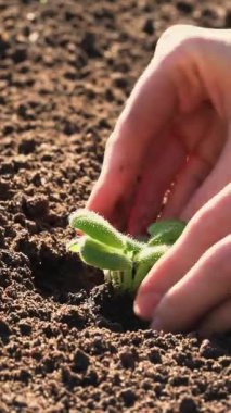 Çiftçiler verimli topraklara dikkatlice yeşil filizler ekerler. Bakımı, yeni başlangıçları, girişimi, yatırımı sürdürülebilirliği ve umudu temsil ediyor. Organik tarım, gıda güvenliği ve kırsal yaşam
