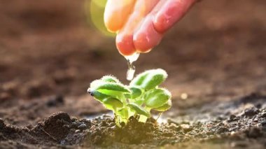 Çiftçi gün batımında tarımda filizlenen genç bir bitkiyi suluyor. Büyüme, bakım, sürdürülebilirlik, toprağı koruma, bahçecilik, yeşil çevre, tarım, ilkbahar işleri, yeni yaşam 