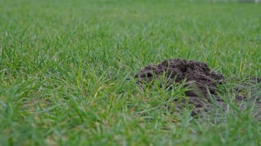 Bir köstebek deliği kusursuz yeşil çimlerin görünümünü bozar. Bahçe bakımı, kemirgen kontrolü. Köstebek tepeli yemyeşil çimenler. Bahçıvanlık, tarım, tarım. Güzel yeşil çimlere zarar veren köstebek yuvası