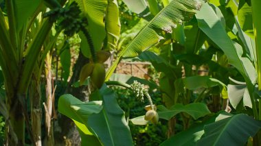 Gürcistan 'daki tropikal bir çiftlikte, sıcak güneşin altında gelişen yemyeşil muz ağaçları, canlı yapraklar ve resim gibi bir manzarada gelişen meyve kümeleri sergiliyor. Sıfır ziyan 