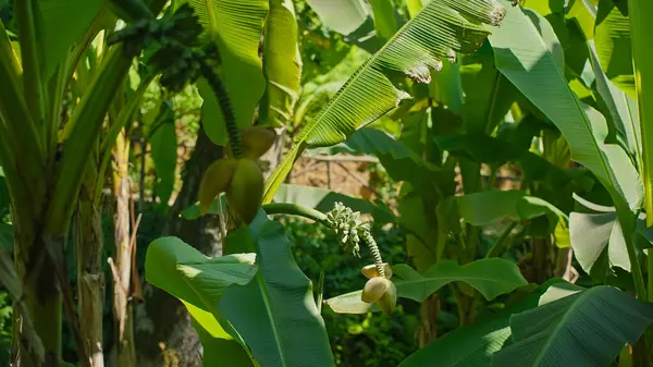 Gürcistan 'daki tropikal bir çiftlikte, sıcak güneşin altında gelişen yemyeşil muz ağaçları, canlı yapraklar ve resim gibi bir manzarada gelişen meyve kümeleri sergiliyor. Sıfır ziyan 