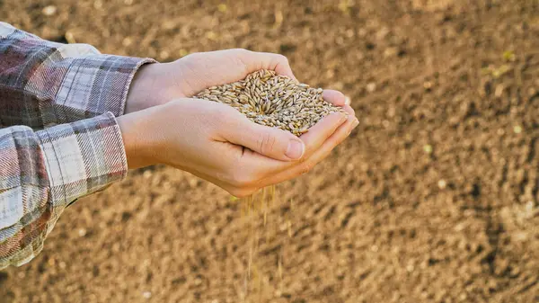 Yakın plan çiftçiler tohum dökerek verimli topraklara yeni bir tarım mevsiminin başlangıcını sembolize ediyorlar. Gün batımında tarlada ekmek için buğday yetiştiren. Gıda reklamları, ekoloji konsepti
