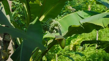 Gürcistan 'daki tropikal bir çiftlikte, sıcak güneşin altında gelişen yemyeşil muz ağaçları, canlı yapraklar ve resim gibi bir manzarada gelişen meyve kümeleri sergiliyor. Çevre dostu yemek. 