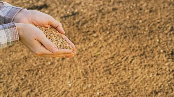 Yakın plan çiftçiler tohum dökerek verimli topraklara yeni bir tarım mevsiminin başlangıcını sembolize ediyorlar. Gün batımında tarlada ekmek için buğday yetiştiren. Gıda reklamları, ekoloji konsepti