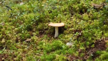 Finlandiya 'da orman zemininde yetişen bir russula mantarının yakın çekimi. Doğal ortamda yenilebilir vahşi mantarlar. Biyolojik çeşitlilik, yiyecek arama, yavaş yaşam ve Kuzey ekolojisi kavramı. Laponya 'yı bitir.