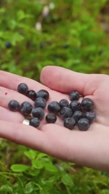 Fin ormanında taze toplanmış yaban mersinli bir kadının el ele tutuşunun görüntüsü. Doğal gıda kavramı, temiz yeme, sağlıklı yeme, vejetaryen yaşam tarzı, doğayla bilinçli bağlantı.