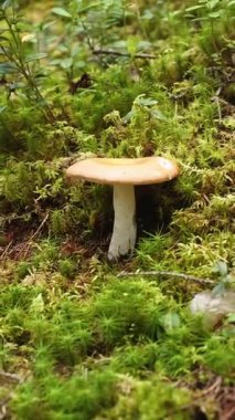 Finlandiya 'da orman zemininde yetişen bir russula mantarının VERTICAL videosu. Doğal ortamda yenilebilir vahşi mantarlar. Biyolojik çeşitlilik kavramı, yiyecek arama, yavaş yaşam, Kuzey ekolojisi. Laponya