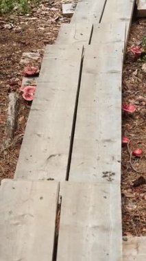 VERTICAL VIDEO Finland. Ormandaki ahşap bir patikanın yakınlarında büyüyen russula mantarlarının tepeden tırnağa görüntüsü. Yavaş kamera yükselişi barışçıl doğayı, eko-turizmi gözler önüne seriyor. Vahşi yiyecek kavramı, Kuzey yürüyüşü.