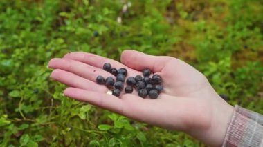 Fin ormanında taze toplanmış yaban mersini tutan bir kadının yakın çekimi. Doğal gıda kavramı, temiz yeme, sağlıklı yeme, vegan yaşam tarzı, kuzey doğayla bilinçli bağlantı..