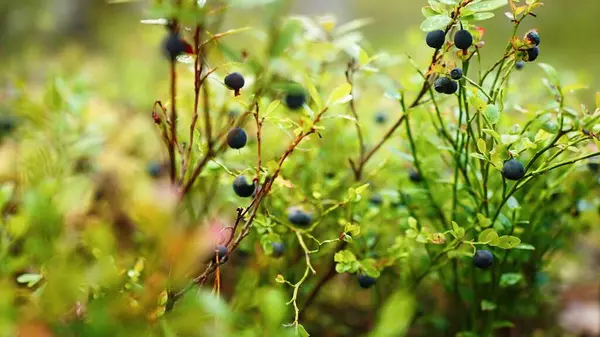 Makro. Yazın Finlandiya ormanlarında yetişen yabanmersinlerinin yakın çekimi. Yeşil yapraklı doğal süper yiyecekler. Organik beslenme, mevsimsel hasat ve İskandinav yaban hayatı kavramı. Finlandiya, Laponya.