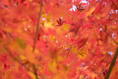 Siyah arkaplanda yüzen turuncu akçaağaç yaprakları