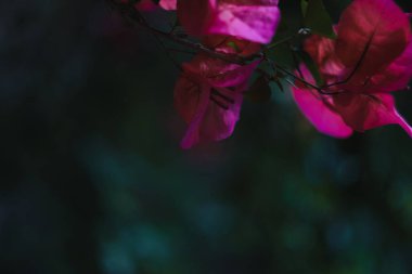 Bougainvillea çiçeklerinin yakın plan koyu arkaplan çiçekleri.