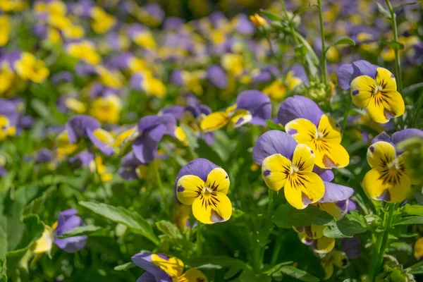 Lovely violet and yellow viola flowers in the garden in spring.