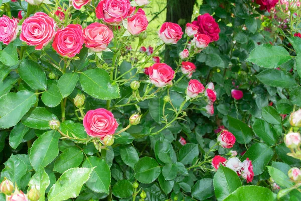 Rosas Brancas Avermelhadas Plena Floração Jardim — Fotografia de Stock