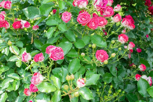 Bílé Načervenalé Růžové Růže Plném Květu Zahradě — Stock fotografie
