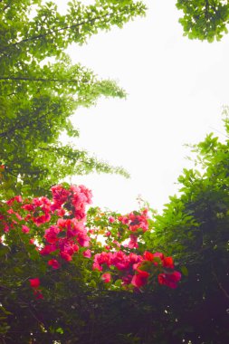 Shizuoka 'nın Atami şehrindeki İtokawa nehri boyunca uzanan kırmızı bougainvillea çiçekleri - kopya alanı ile klasik filtre efekti.
