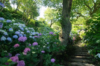 Japonya 'nın Shizuoka eyaletinin Izu yarımadasının güney ucunda yer alan Shimoda şehrinde çiçek açan ortanca çiçekleri..